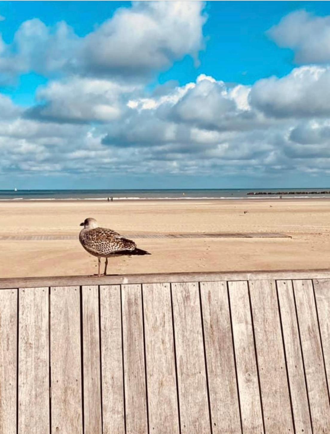 Appartement Sur La Plage De Malo Les Bains Vue Mer Dunkirk Exteriér fotografie